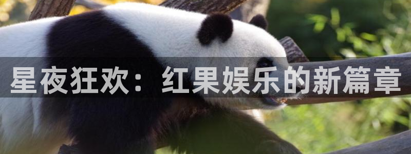 好彩运邀：星夜狂欢：红果娱乐的新篇章